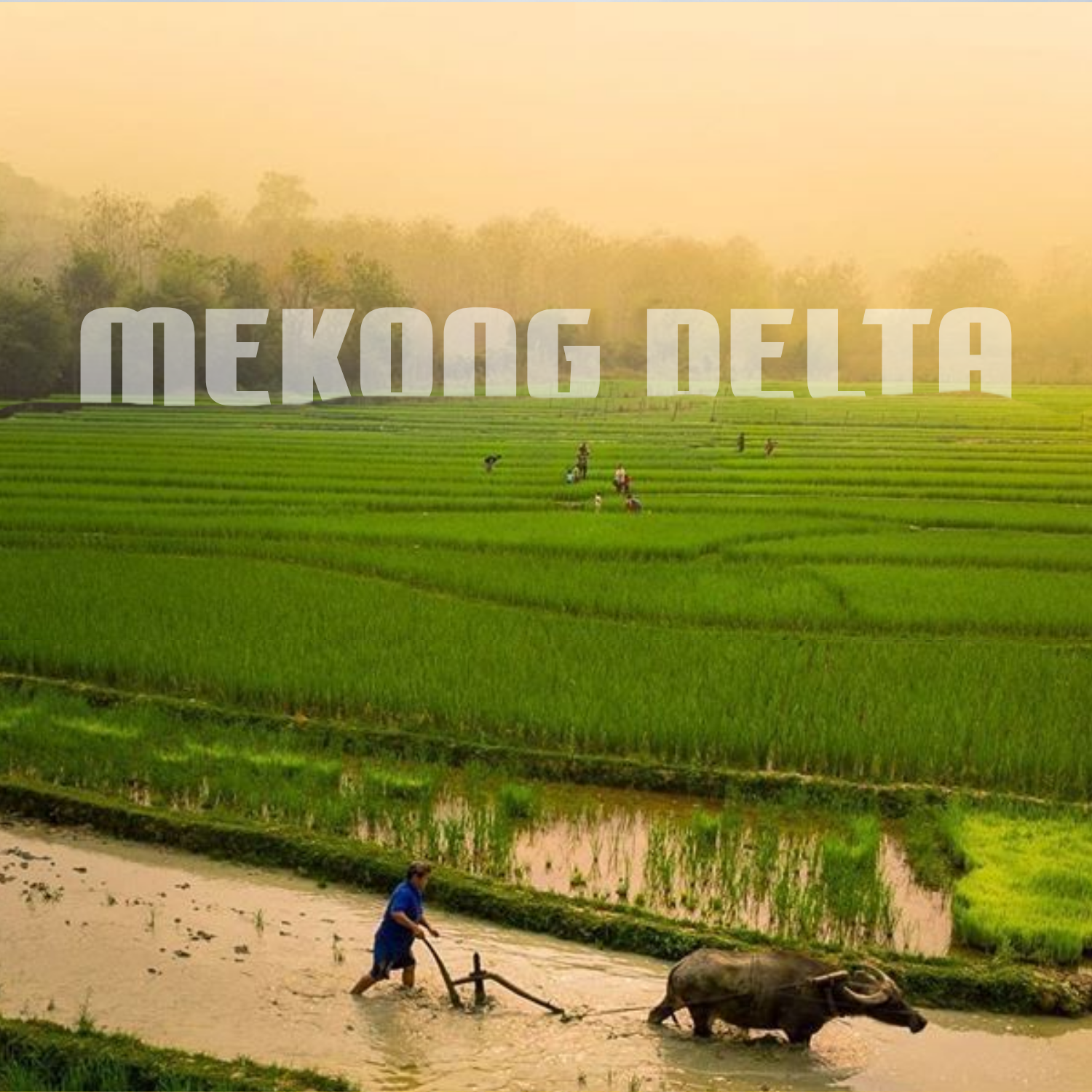 Insta Rice AAA Premium Jasmine Fragrant Rice 10kg, Soft Aromatic Long Grain, Product of Vietnam